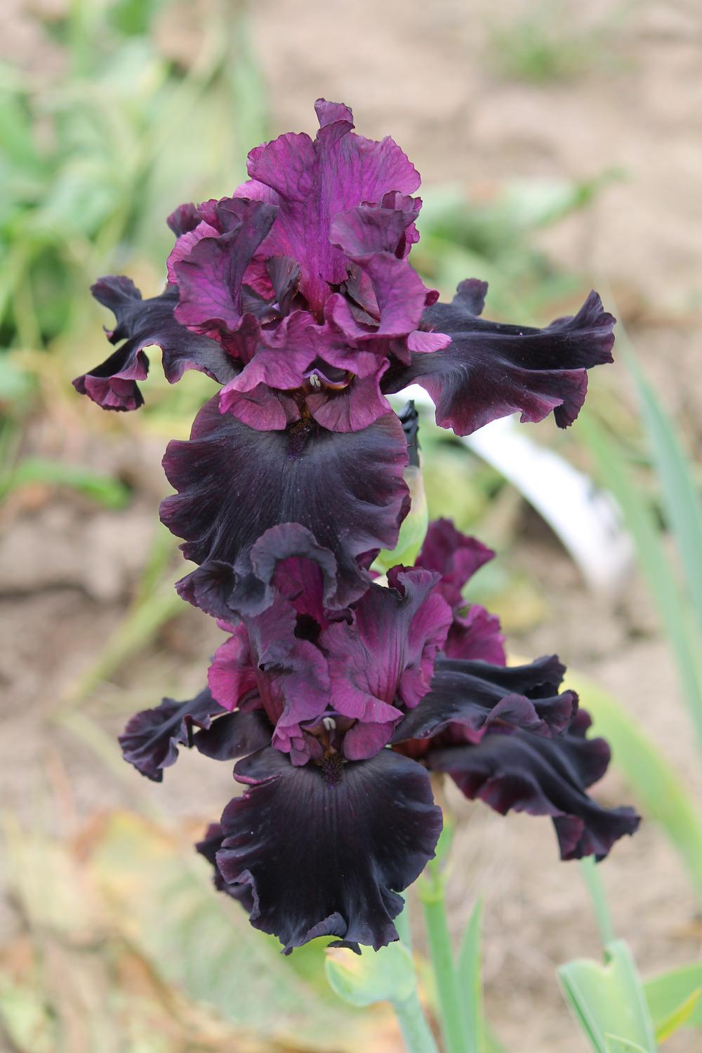 Photo of the bloom of Tall Bearded Iris (Iris 'Silken Trim') posted by