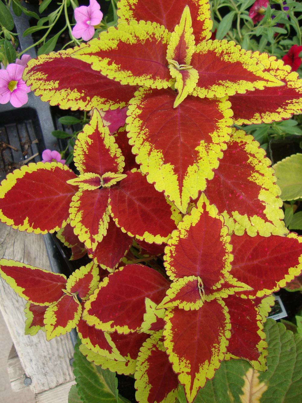 Photo of the entire plant of Coleus (Coleus scutellarioides Trusty