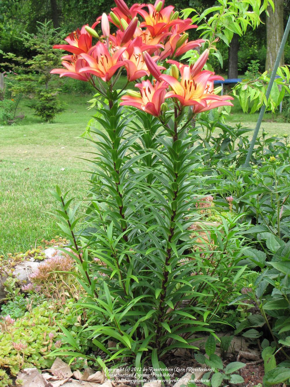 Photo of the entire plant of Lily (Lilium 'Royal Sunset') posted by