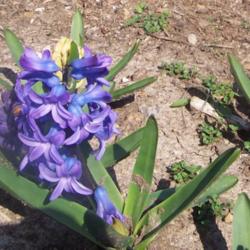 Gardening for Honey Bees - Garden.org