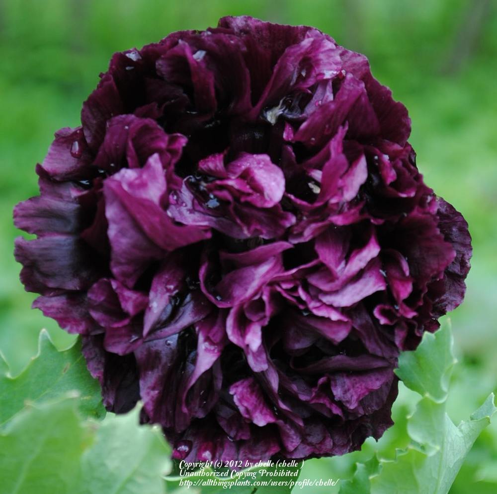 Pavot à Opium White Cloud (Papaver Somniferum - Foto 5