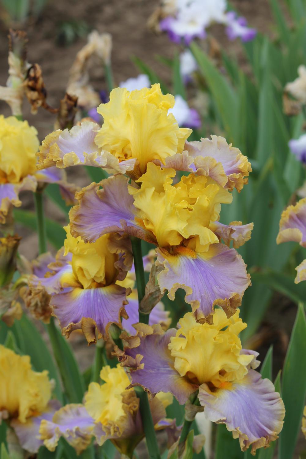 Photo of the bloom of Tall Bearded Iris (Iris 'Catwalk Queen') posted