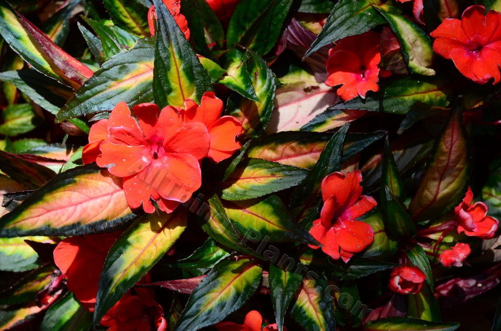 Photo of the bloom of New Guinea Impatiens (Impatiens Painted Paradise