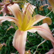 Photo Courtesy of A-1 Daylilies. Used with Permission.