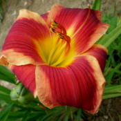 Photo Courtesy of A-1 Daylilies. Used with Permission.