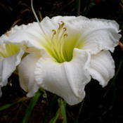 Photo Courtesy of A-1 Daylilies. Used with Permission.