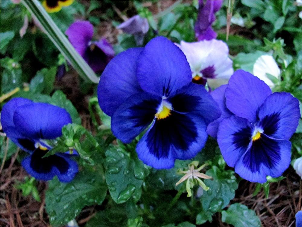 What's Blooming in June