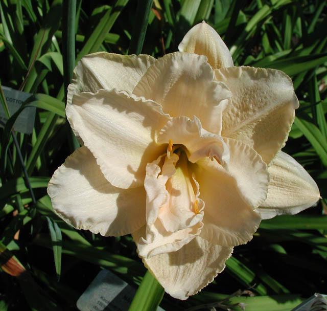 Photo of the bloom of Daylily (Hemerocallis 'Land of Cotton') posted by