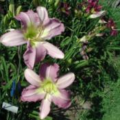 Photo Courtesy of Lilywood Farms. Used with Permission.