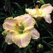 Photo Courtesy of Lilywood Farms. Used with Permission.