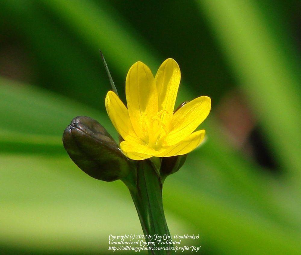 Yelloweyed Grass (Sisyrinchium californicum) in the Sisyrinchiums