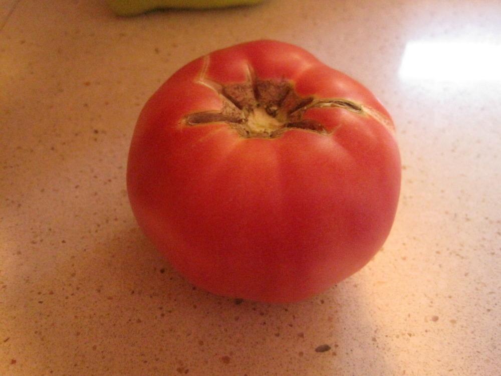 Tomato (Solanum lycopersicum 'Brandy Boy') in the Tomatoes Database