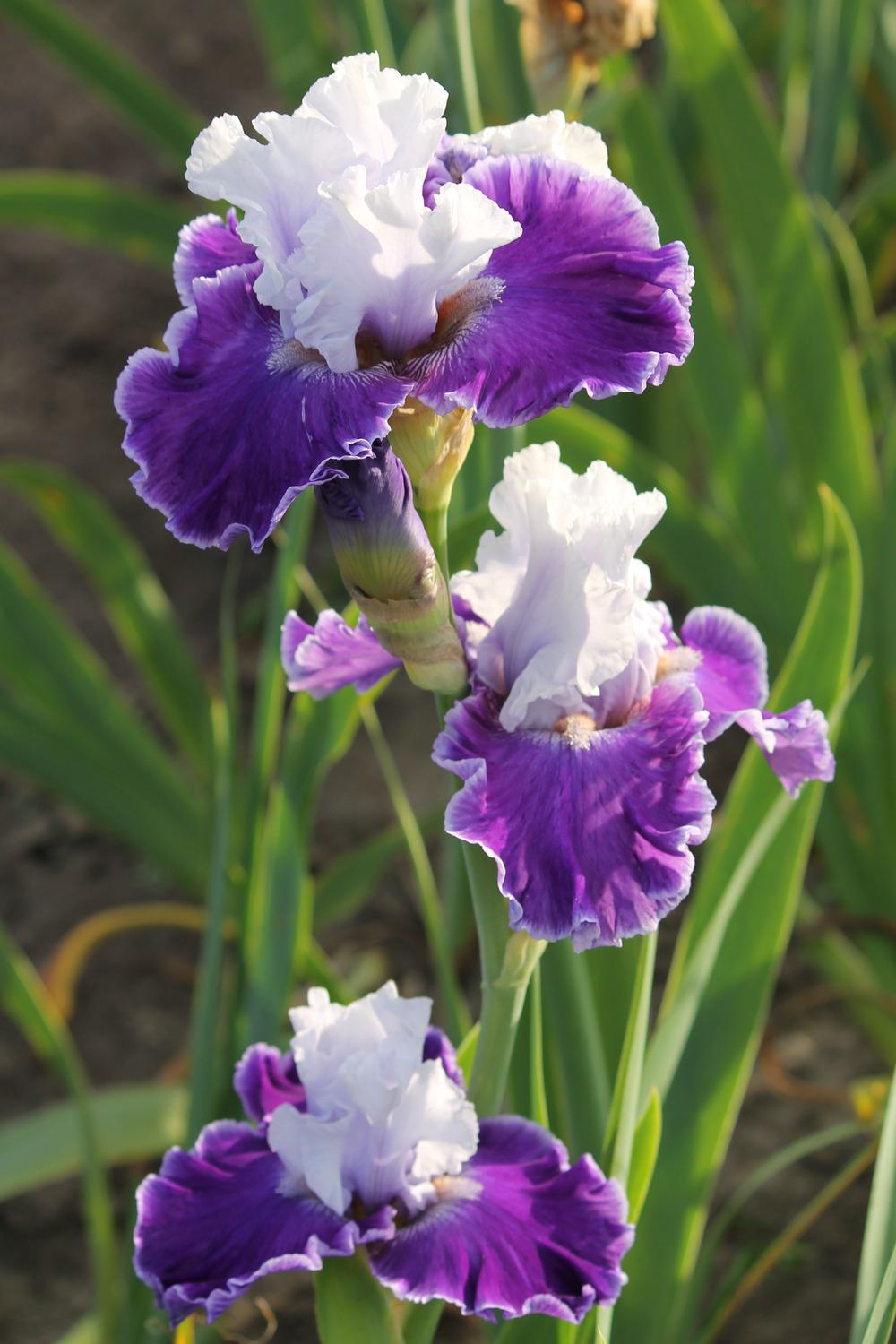Photo of the bloom of Tall Bearded Iris (Iris 'Stars Turn Out') posted