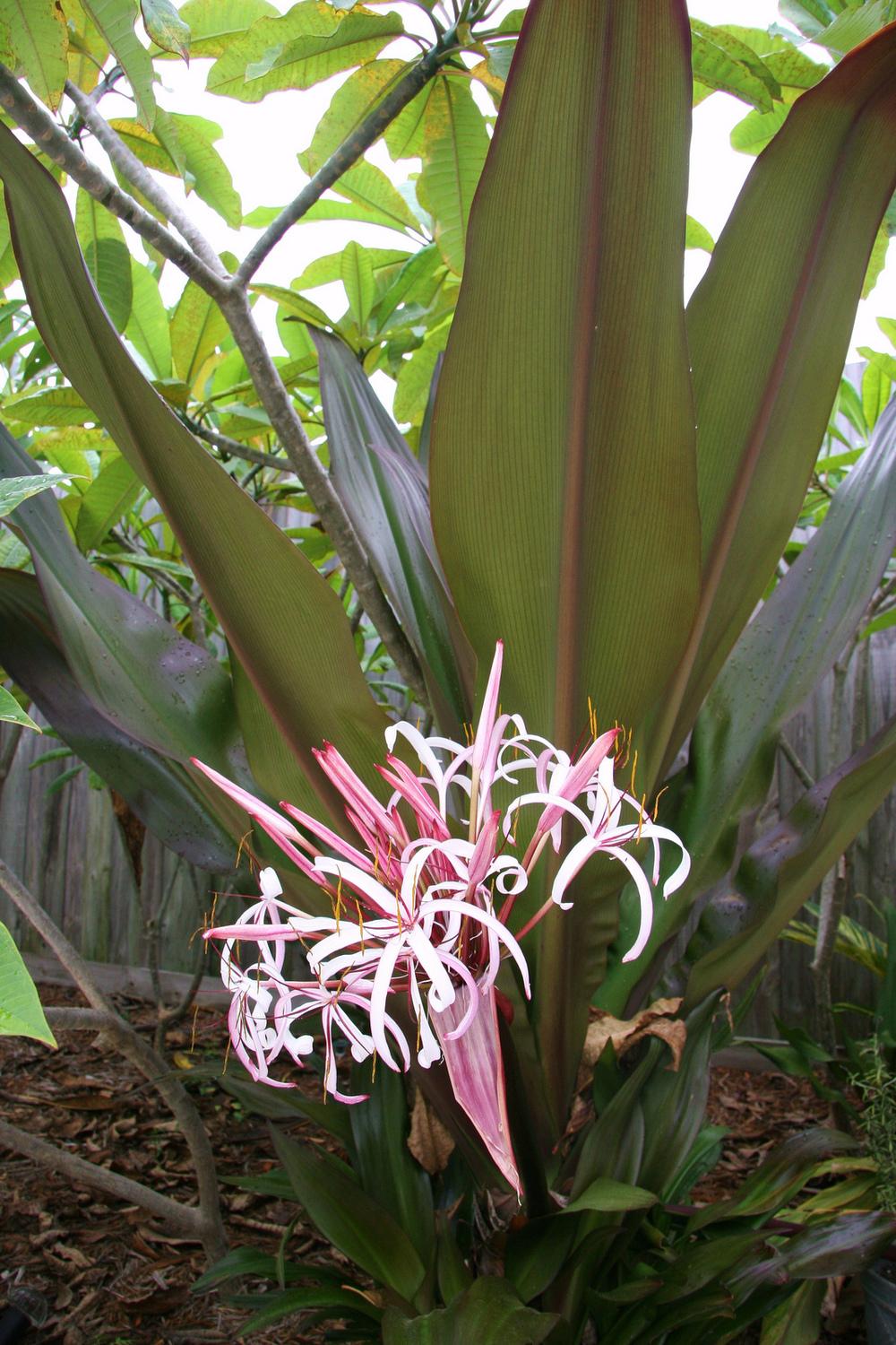 Photo of the bloom of Crinum 'Queen Emma' posted by RobertB