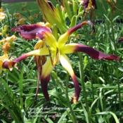 Date: 2012-01-23Photo Courtesy of Walnut Hill Gardens Used With Permission. Unaut