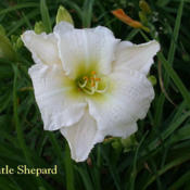 Photo Courtesy of Crossview Gardens. Used with Permissi