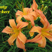 Photo Courtesy of Crossview Gardens. Used with Permission.