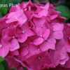 Photo Courtesy of Hydrangeas Plus Used with Permission