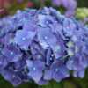 Photo Courtesy of Hydrangeas Plus Used with Permission