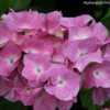 Photo Courtesy of Hydrangeas Plus Used with Permission