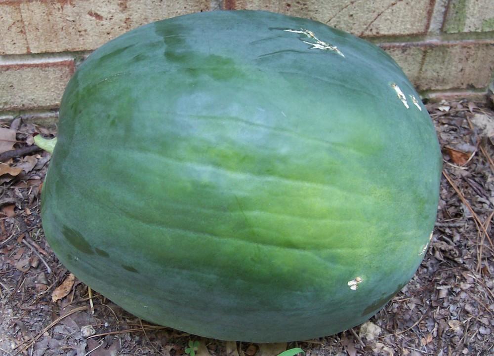 Watermelon (Citrullus lanatus Burpees Fordhook) in the Watermelons