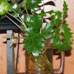 2012-06-29/threegardeners/af0080