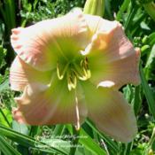 Date: 2012-03-05Photo Courtesy of Walnut Hill Gardens Used With Permission. Unaut