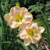 Image courtesy of Charlotte's Daylily Diary. Used with permission