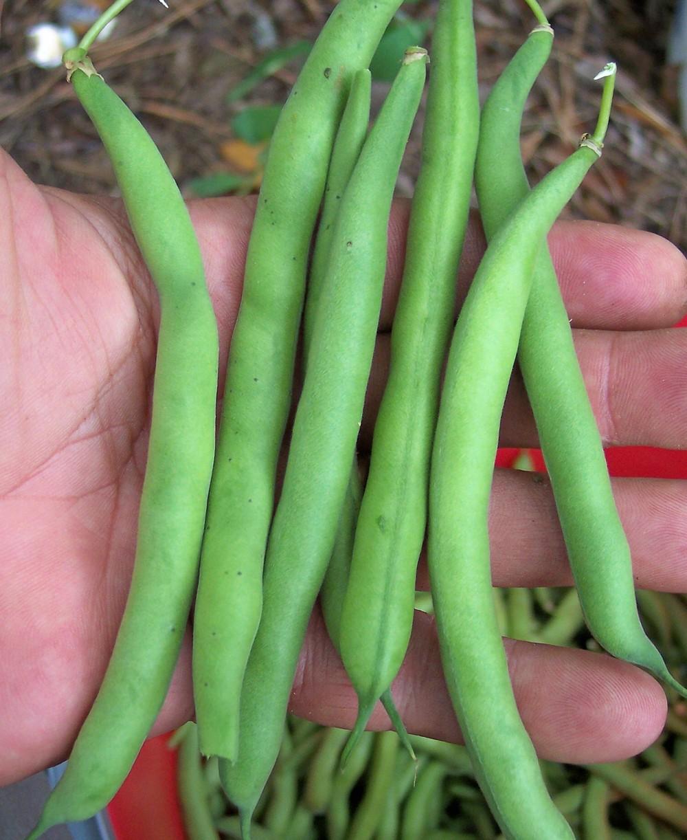Common Bean (Phaseolus vulgaris 'Greensleeves') in the Beans Database