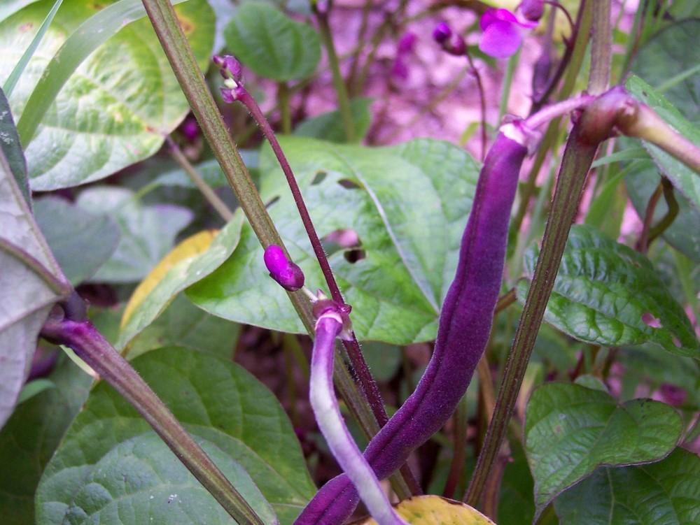 Beans Plant Care and Collection of Varieties