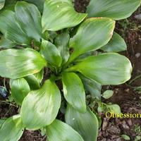 Hosta 'Obsession' in the Hostas Database - Garden.org