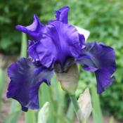 Location: Schreiner's GardenDate: 2011-05-20