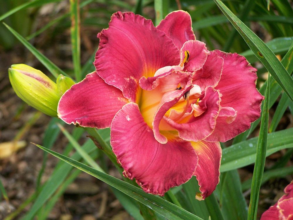 Photo of the bloom of Daylily (Hemerocallis 'Deliciously Red') posted