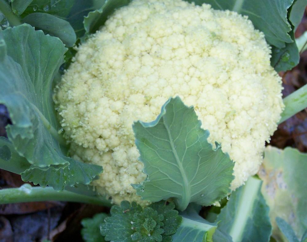 Cauliflower (Brassica oleracea var. botrytis 'Montana') in the