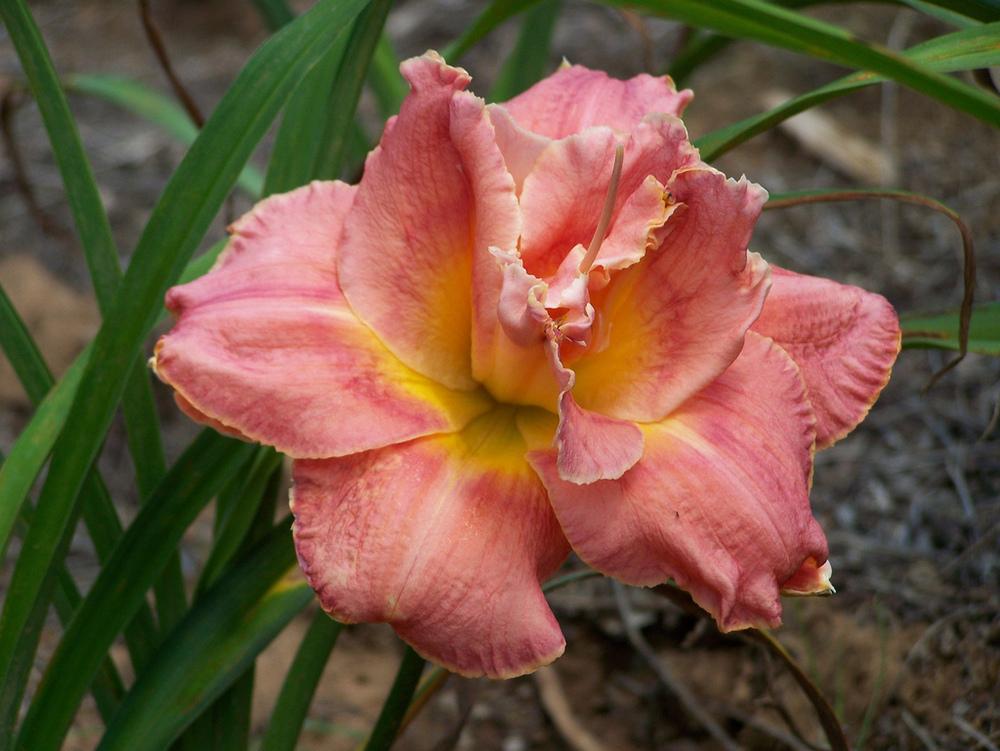 Daylily (Hemerocallis 'Doubly Delicious Dandy') in the Daylilies
