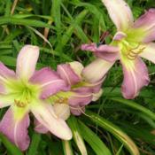 Location: Melvindale, Mi.Date: July 2012