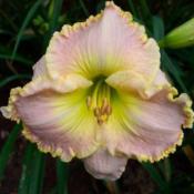 Photo Courtesy of Alcovy Daylily Farm. Used with Permission.