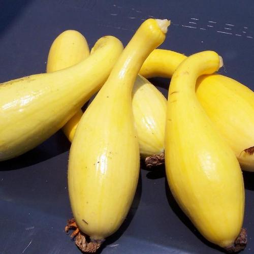 Summer SquashCrookneck (Cucurbita pepo 'Fancycrook') in the Gourds