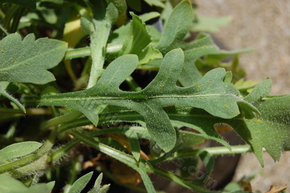 Photo of the leaves of Blanket Flower (Gaillardia aristata 'Sunrita