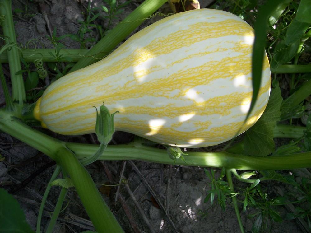 Gourds, Squashes And Pumpkins Plant Care and Collection of Varieties