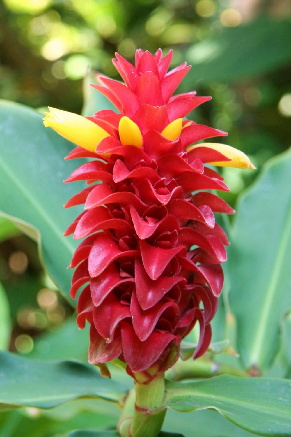 Photo of the bloom of Spiral Ginger (Costus barbatus) posted by RobertB