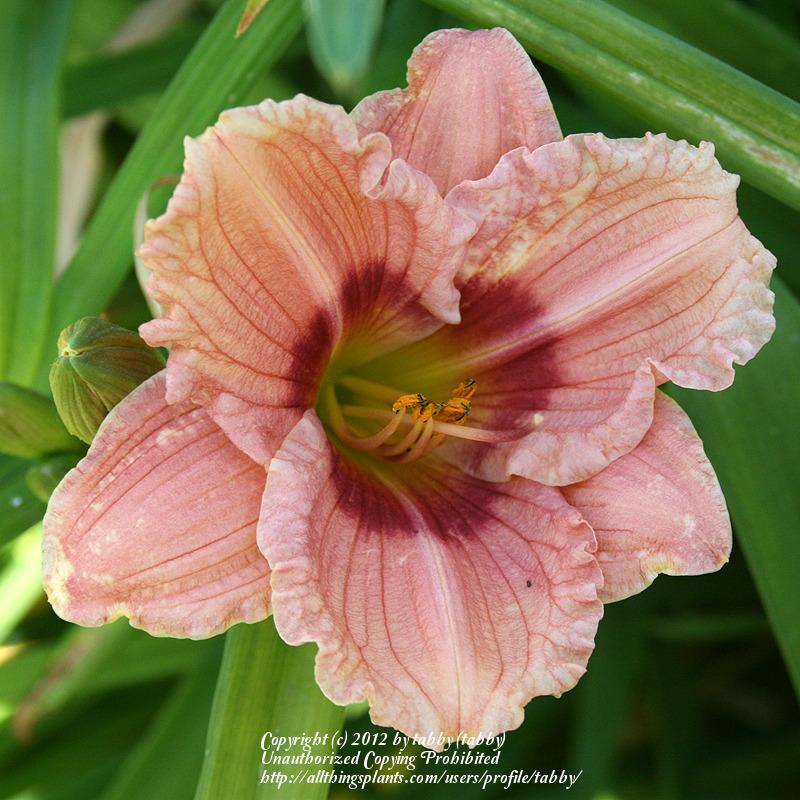 boring crosses of cheap daylilies in the Daylilies forum