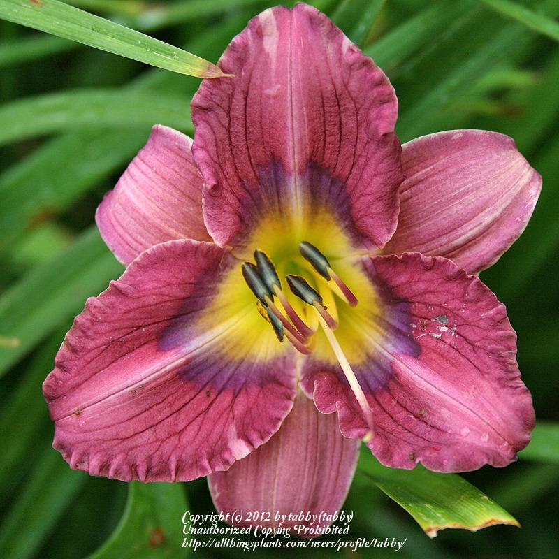 boring crosses of cheap daylilies in the Daylilies forum