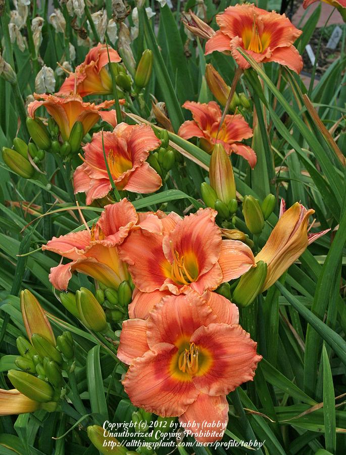 boring crosses of cheap daylilies in the Daylilies forum