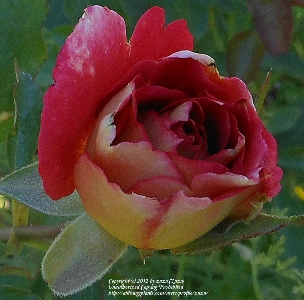 Photo of the closeup of buds, sepals and receptacles of Rose (Rosa