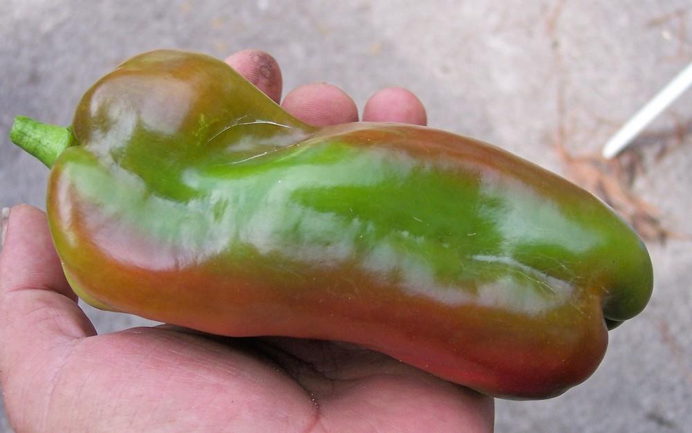 Bell Pepper (Capsicum annuum 'La Rouge Royale') in the Peppers Database