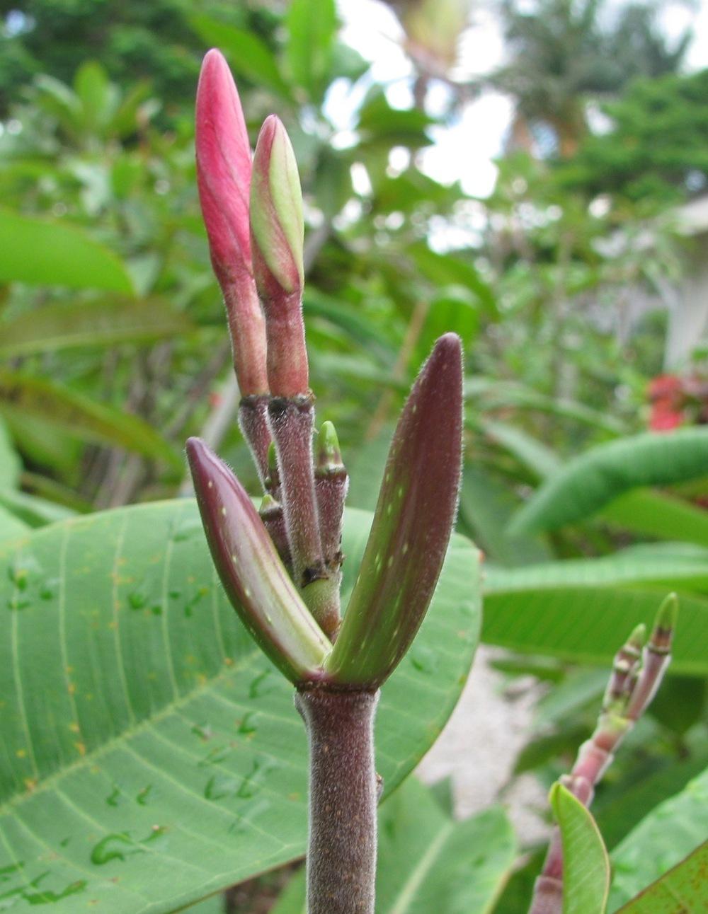 Photo of the seed pods or heads of Plumeria (Plumeria rubra 'Kaneohe