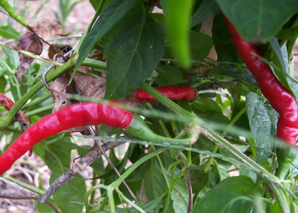 Hot Pepper (Capsicum annuum 'Cayenne, Long Slim') in the Peppers