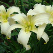 Location: Exeter, NHDate: 2010-07-22