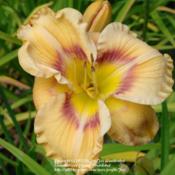 Location: My garden in Kalama, Wa. Zone 8Date: 2012-07-14